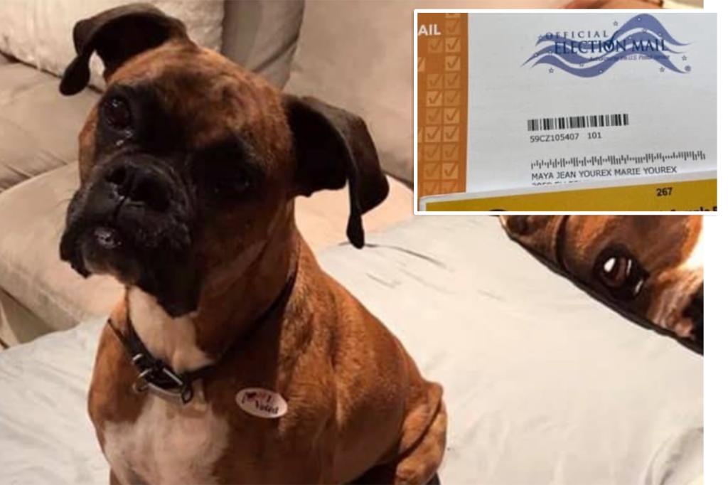 California woman Laura Yourex facing felony charges for registering her dog to vote, casting 2 ballots